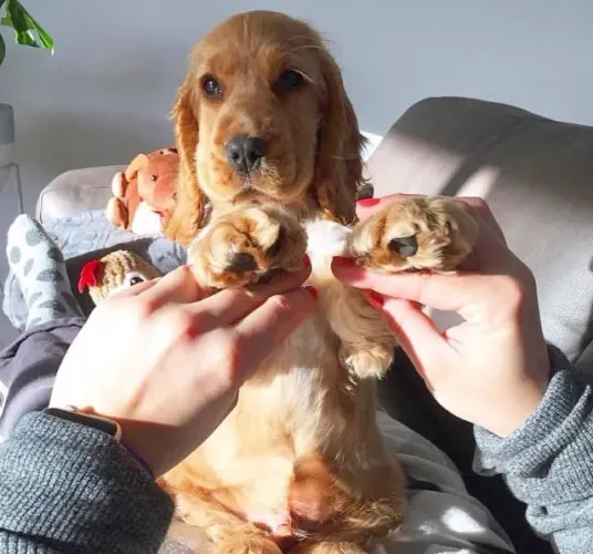 Cocker Spaniel Inglês Afeto que se constrói no cuidado diário