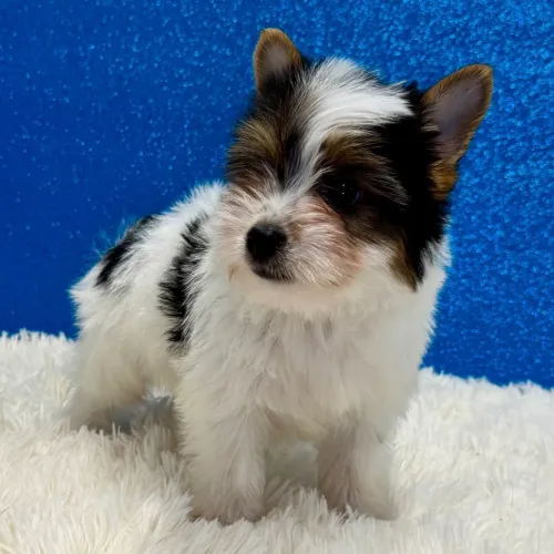 Yorkshire Terrier Biewer/ O companheiro perfeito para apartamento