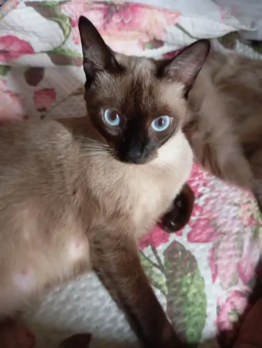 Estou doando está linda gatinha siamês!