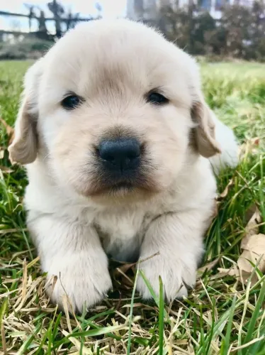 Golden retriever o melhor amigo