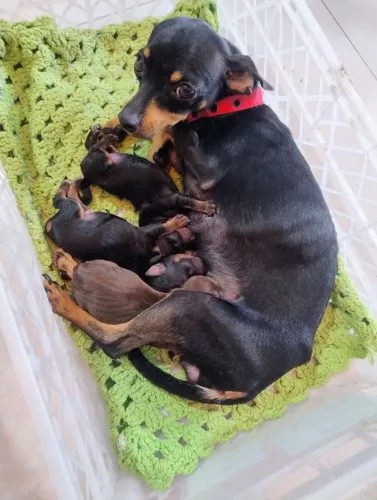 Pinscher 1