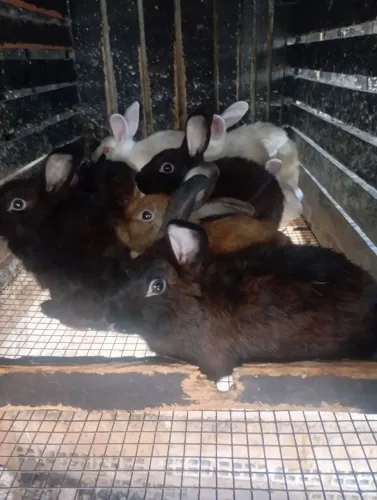 Vende-se Coelho.