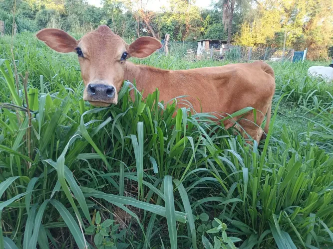 Mini vaca
