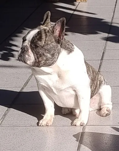Bulldog Francês