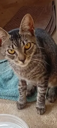 Doação de gato