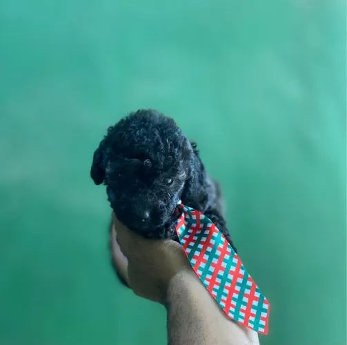 POODLE MINI MACHO
