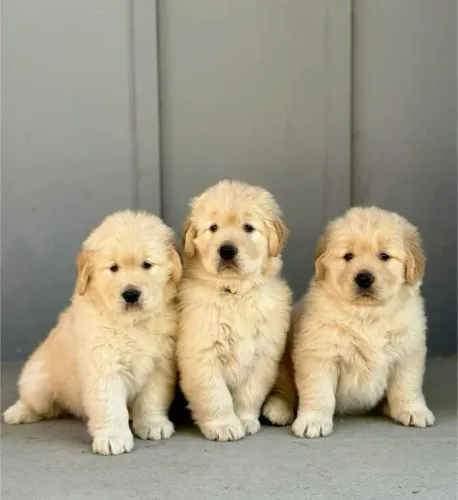 Golden retriever raça pura disponivel 