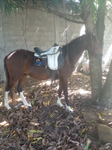 Lindo potro disponível 