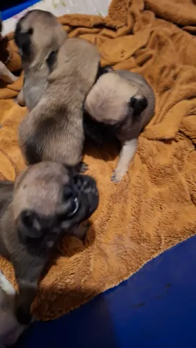 Animais doméstico 