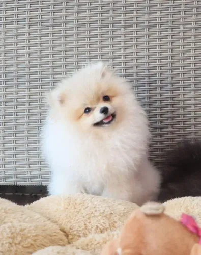 Spitz alemão Cachorrinho que pode conquistar sua preferência