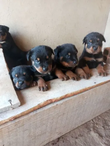 Filhotes de Rottweiler padrão alemão