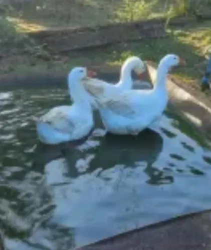Ganso branco casal 