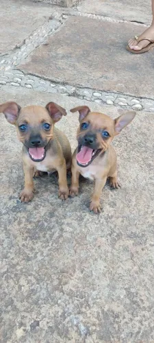 Filhotes de pinscher N° 01