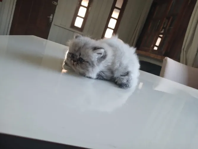 Vendo filhotes de gatos persa