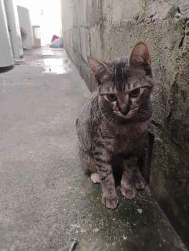 Doação Gatinha Fêmea ?