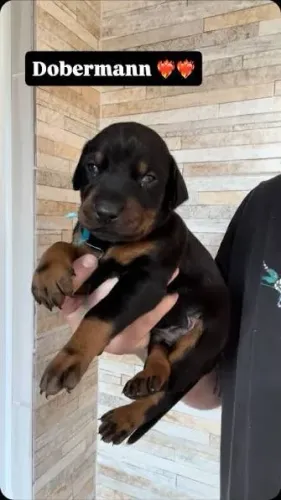 Doberman filhotes