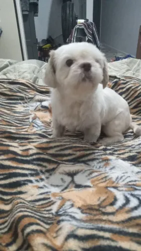 Vende seum cachorro  da raça shituz 