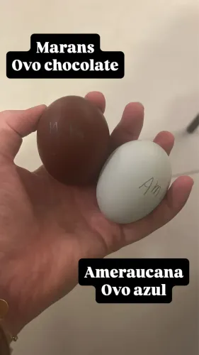 Ovos de ameraucana e Marans