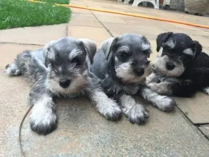 Schnauzer Mine 