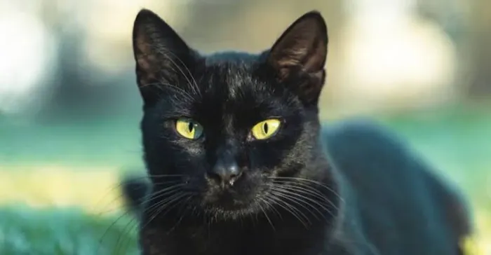 Linda Gata preta amorosa doação