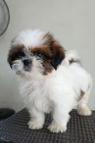 Filhote de mini shih-tzu disponível pra venda macho