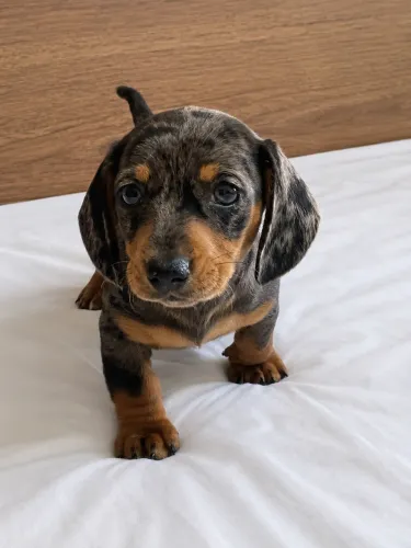 Filhote de Basset macho arlequim