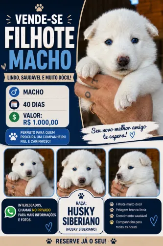 Vende se filhotes de Husky