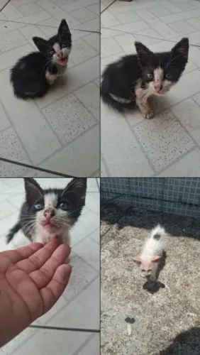 Gatinhos para doação situação de rua