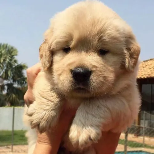 Golden retriever sua melhor terapia esta aqui