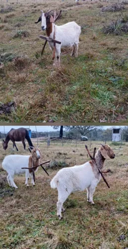 Cabras boer