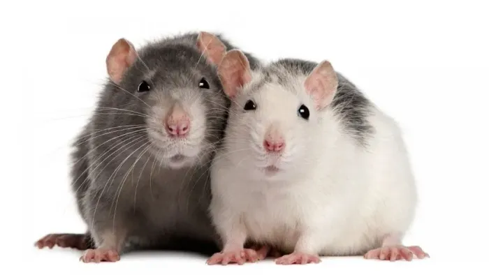 RATINHOS