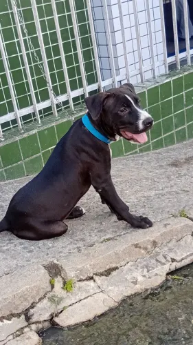 Estou doando esse filhote de pitibu com labrador macho para vim buscar sou de igarassu