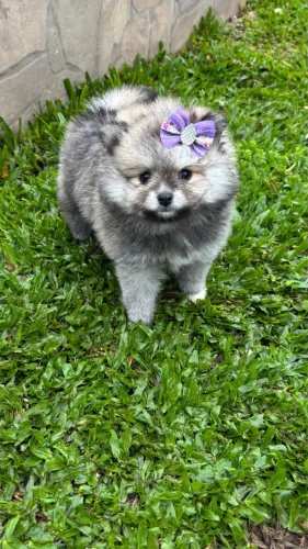 Spitz alemão fêmea