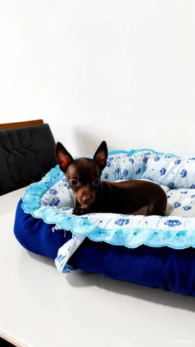 Mini Machinho de Pinscher