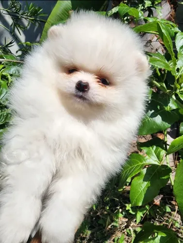 Spitz Alemão Anão lindo machinho disponível!