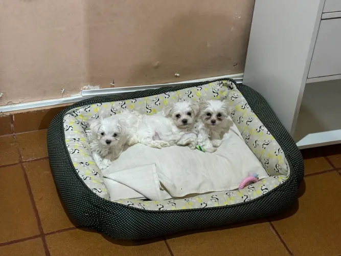 Vendo filhotes de Maltês, só tenho Machos
