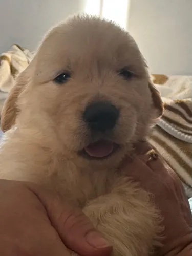 Filhote de golden retriever o companheiro que torna qualquer lar mais feliz