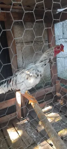Frango indio pintado