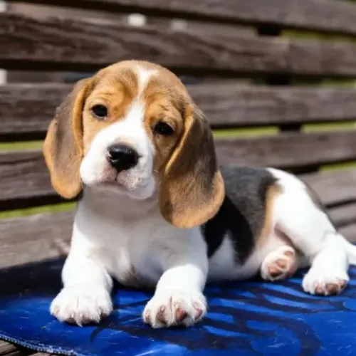 Filhotes de Beagle | Uma nova história pode começar aqui