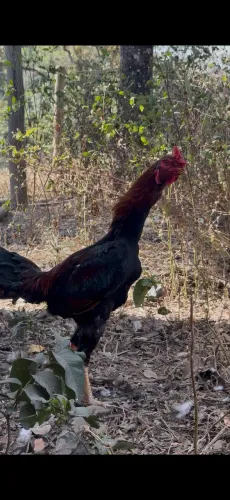 Frango indio gigante