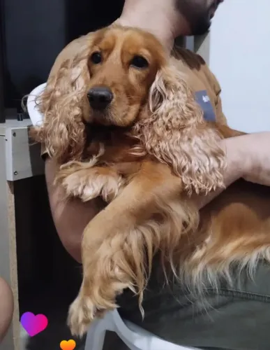 Cocker Spaniel Inglês