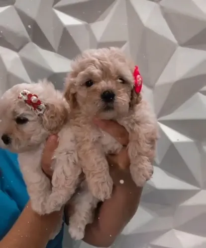 Filhotes lindos de poodle toy
