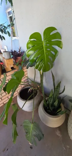 Planta Costela-de-Adão (monstera deliciosa) adulta com vaso de cimento.