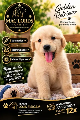 Golden Retriever Fofos