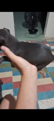 Pinchers