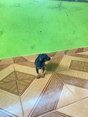 Filhotes de Pinscher