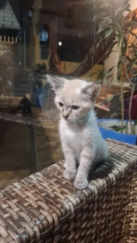 Doa se gata siamesa