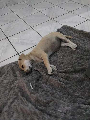 Doação de filhote