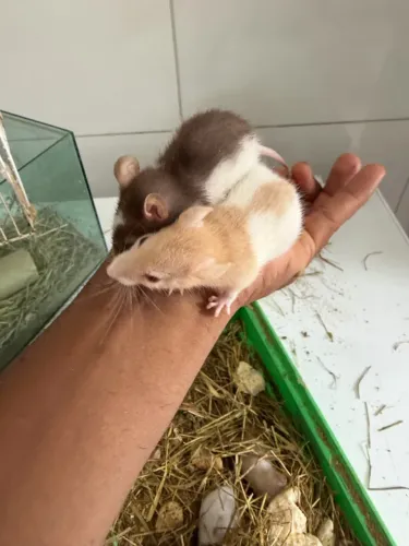Ratos twister 