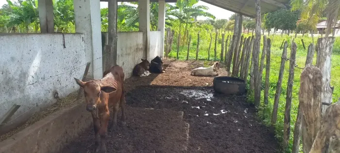 FAZENDINHA 10 hectares Pindoretama localidade CAPINGUINHA